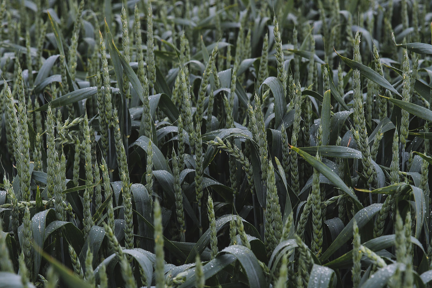 Your field